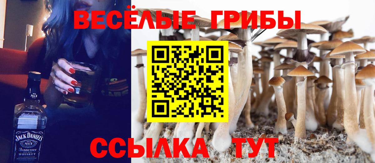 Псилоцибиновые грибы MAGIC MUSHROOMS  Галлюциногенные грибы Psilocybe  Курчалой  Вход с VPN 
